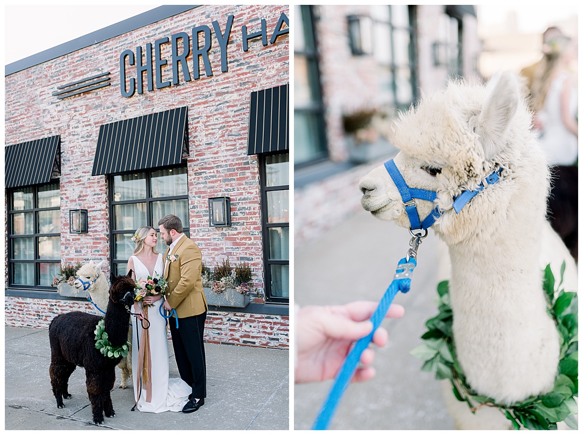 wedding alpacas cherry hall kansas city