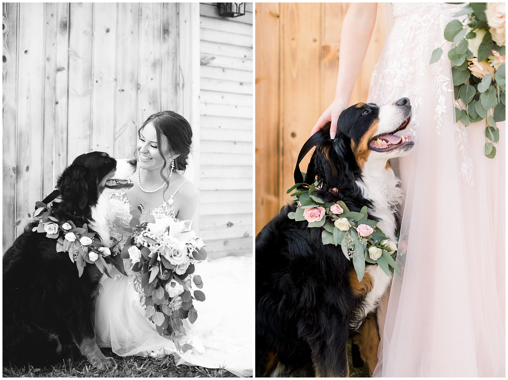 bride wedding day with dog